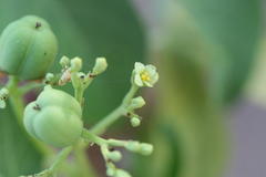 Jatropha heynei